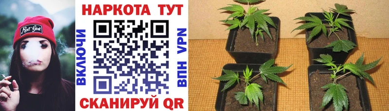 Магазин наркотиков Светлоград СК  мега ССЫЛКА  Галлюциногенные грибы  Кокаин  ГАШИШ 